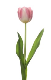 Photo of Beautiful pink tulip flower isolated on white