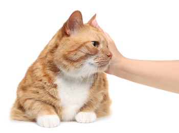 Photo of Woman petting cute ginger cat on white background, closeup. Adorable pet