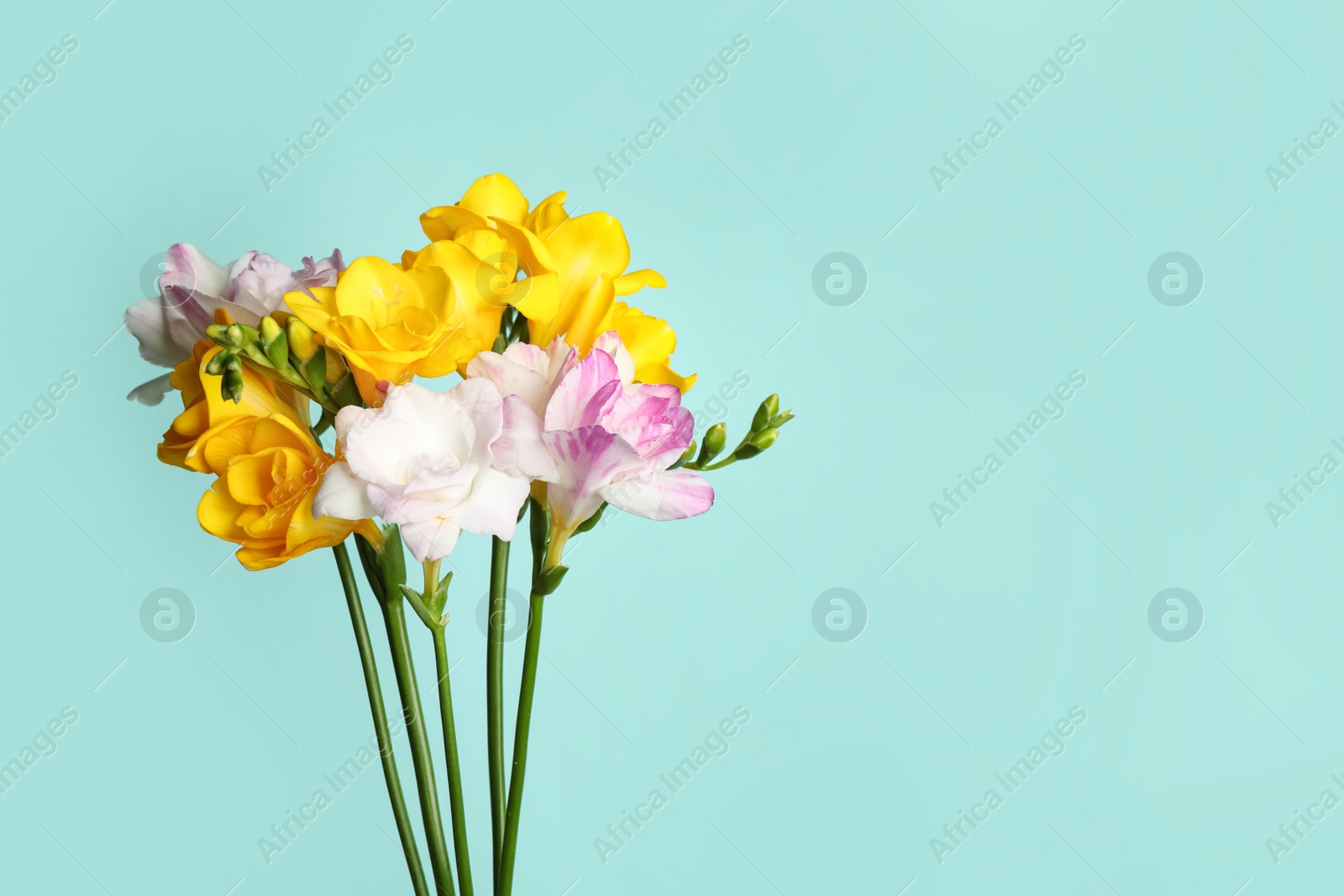 Photo of Beautiful blooming freesias on light blue background. Space for text