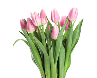 Beautiful pink spring tulips on white background