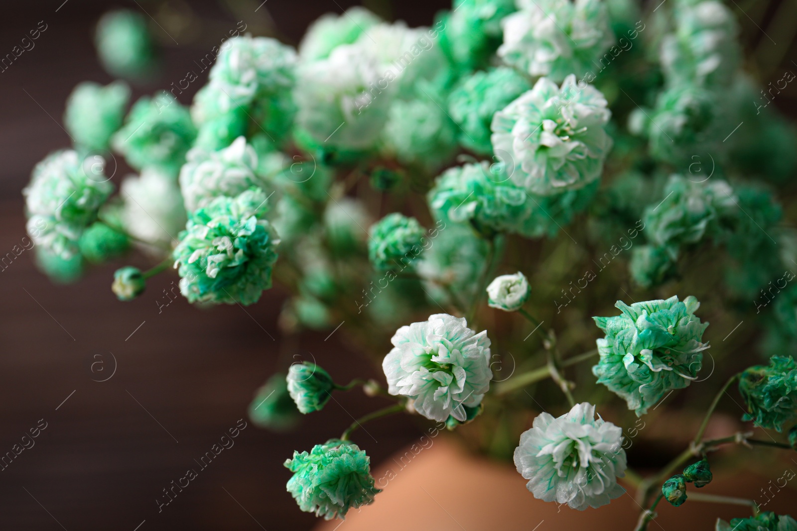 Photo of Beautiful dyed gypsophila flowers on brown background, closeup