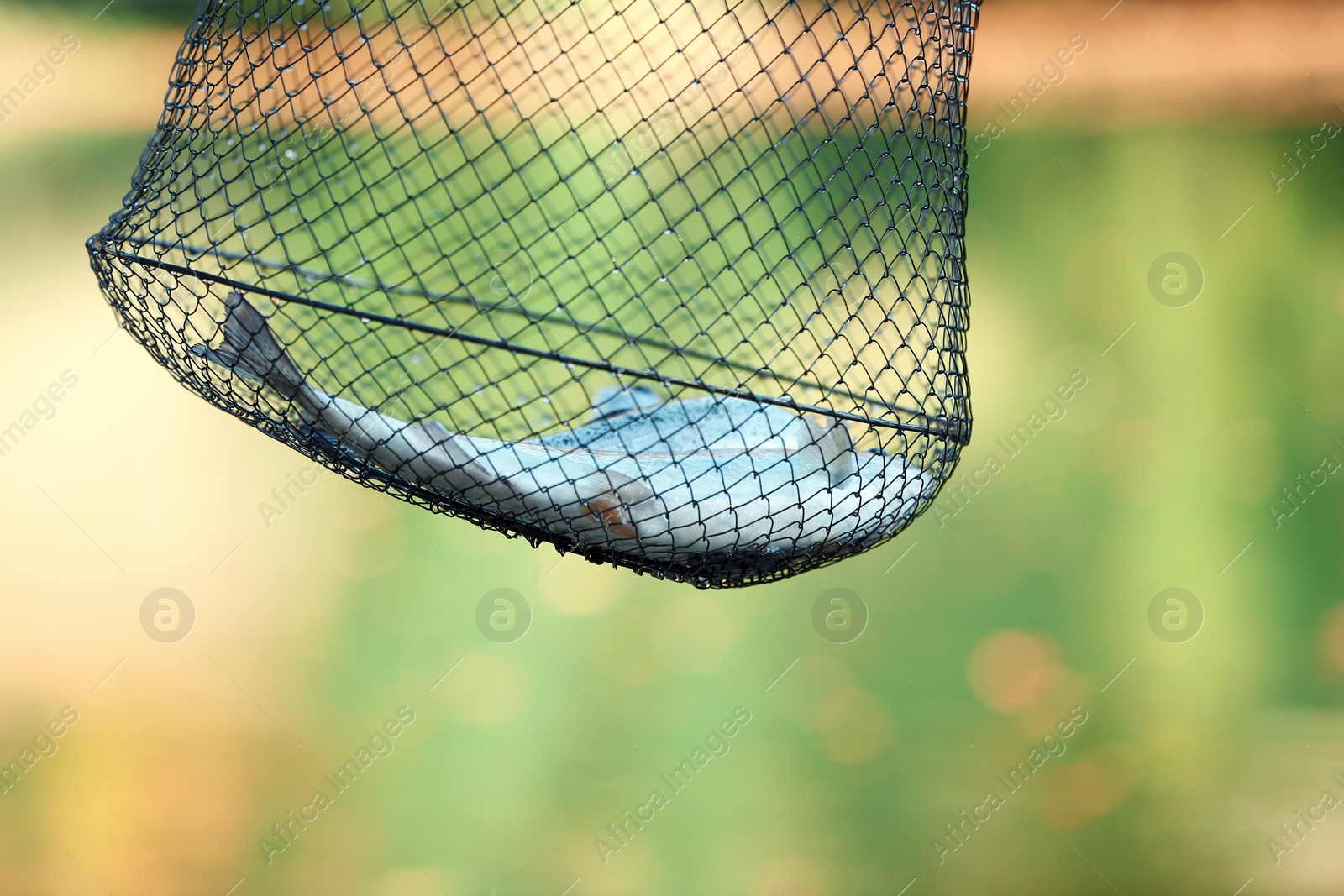 Photo of Fishing net with fresh catch on blurred background