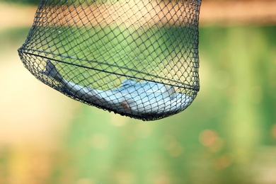 Fishing net with fresh catch on blurred background
