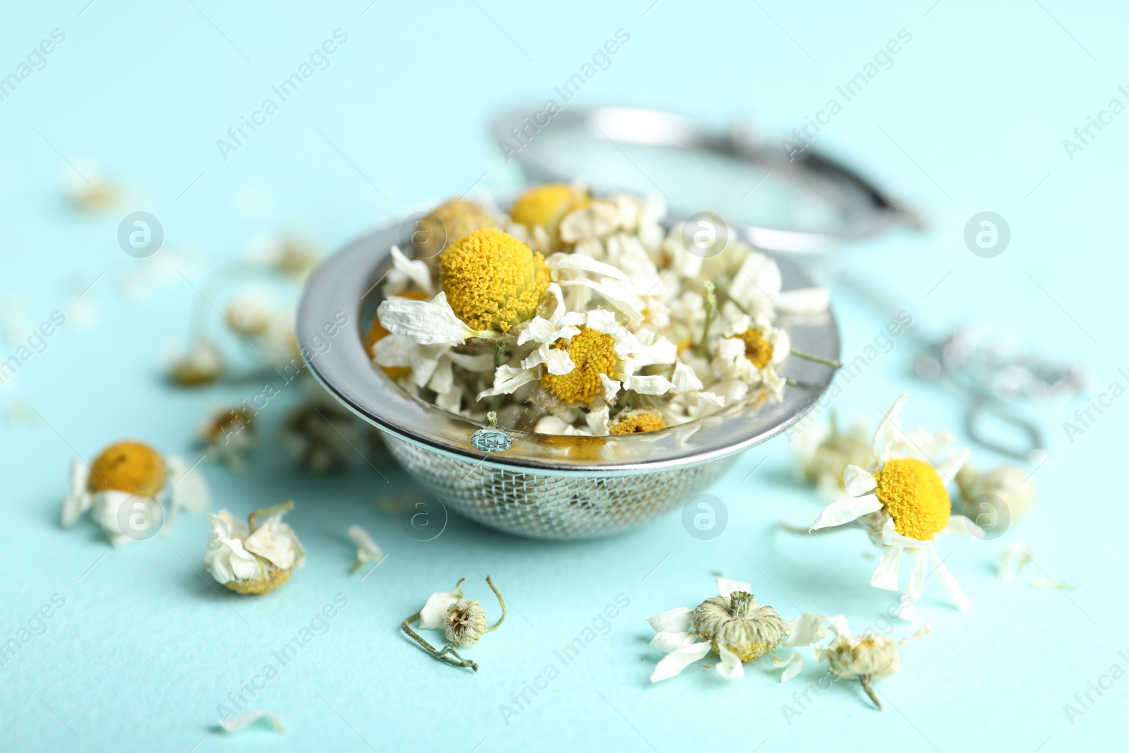 Photo of Dry chamomile flowers in infuser on light blue background, closeup