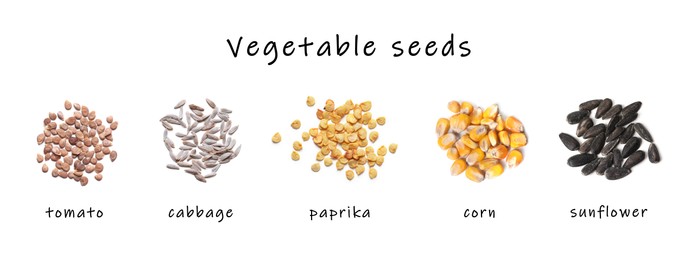 Image of Set of vegetable seeds and its names on white background, top view. Tomato, cabbage, paprika, corn and sunflower
