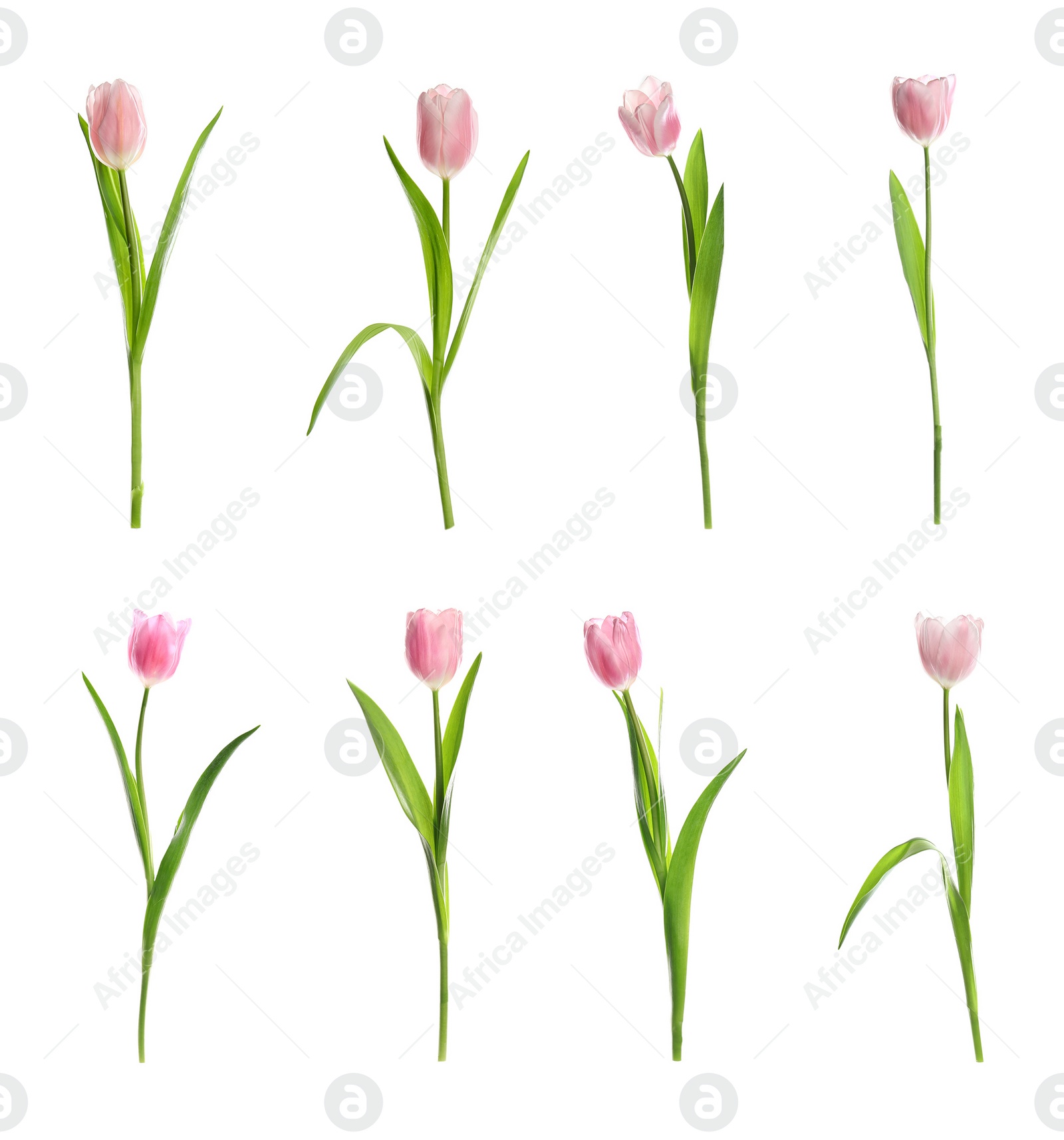 Image of Set of beautiful spring tulips on white background 