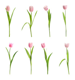 Image of Set of beautiful spring tulips on white background 