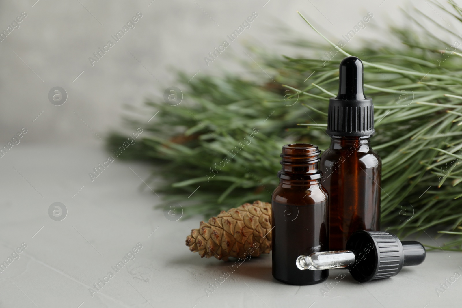 Photo of Pine essential oil, cone and branches on light grey table. Space for text