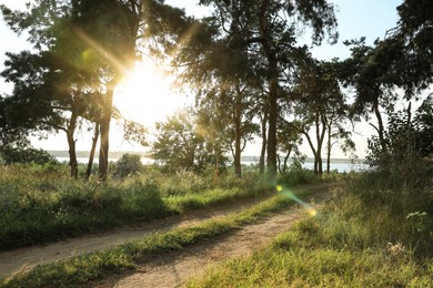 Photo of Beautiful view of sunset in conifer forest