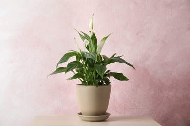 Photo of Spathiphyllum plant in pot on table near color wall. Home decor
