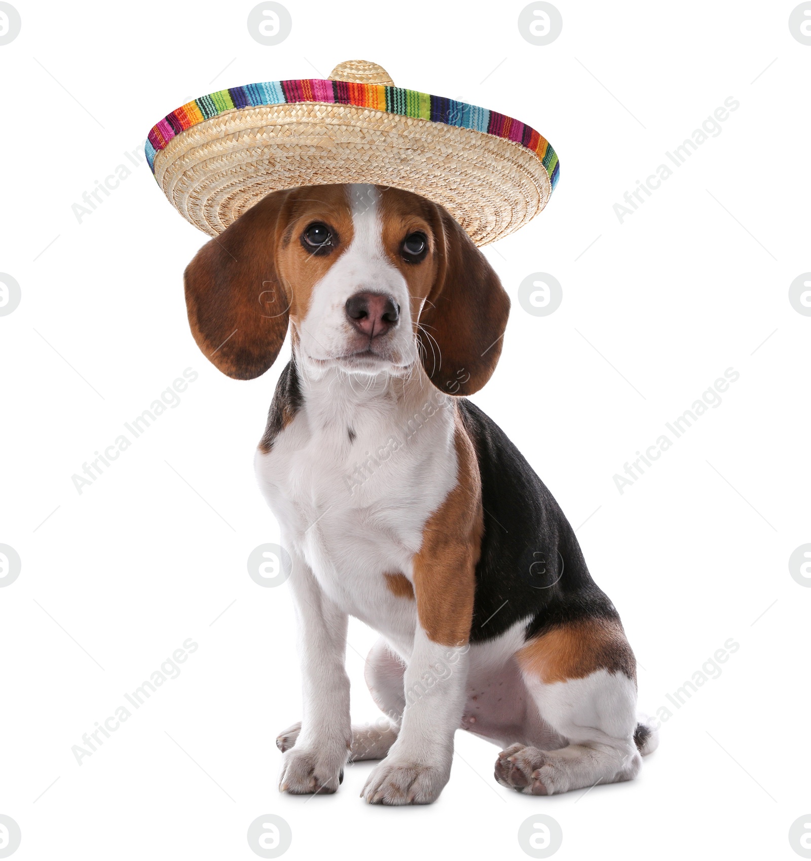 Image of Cute little puppy with sombrero on white background