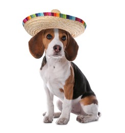 Cute little puppy with sombrero on white background