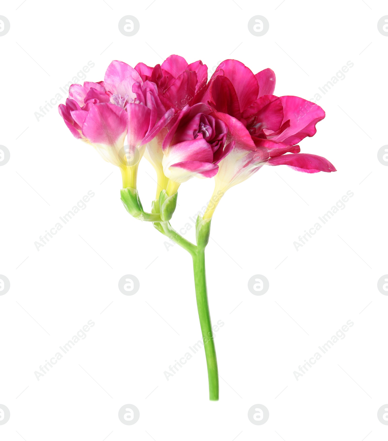 Photo of Beautiful spring freesia flower isolated on white