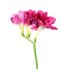 Photo of Beautiful spring freesia flower isolated on white