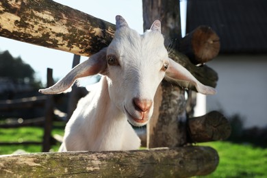 Photo of Cute goat inside of paddock at farm