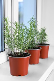 Photo of Aromatic green potted rosemary on windowsill indoors
