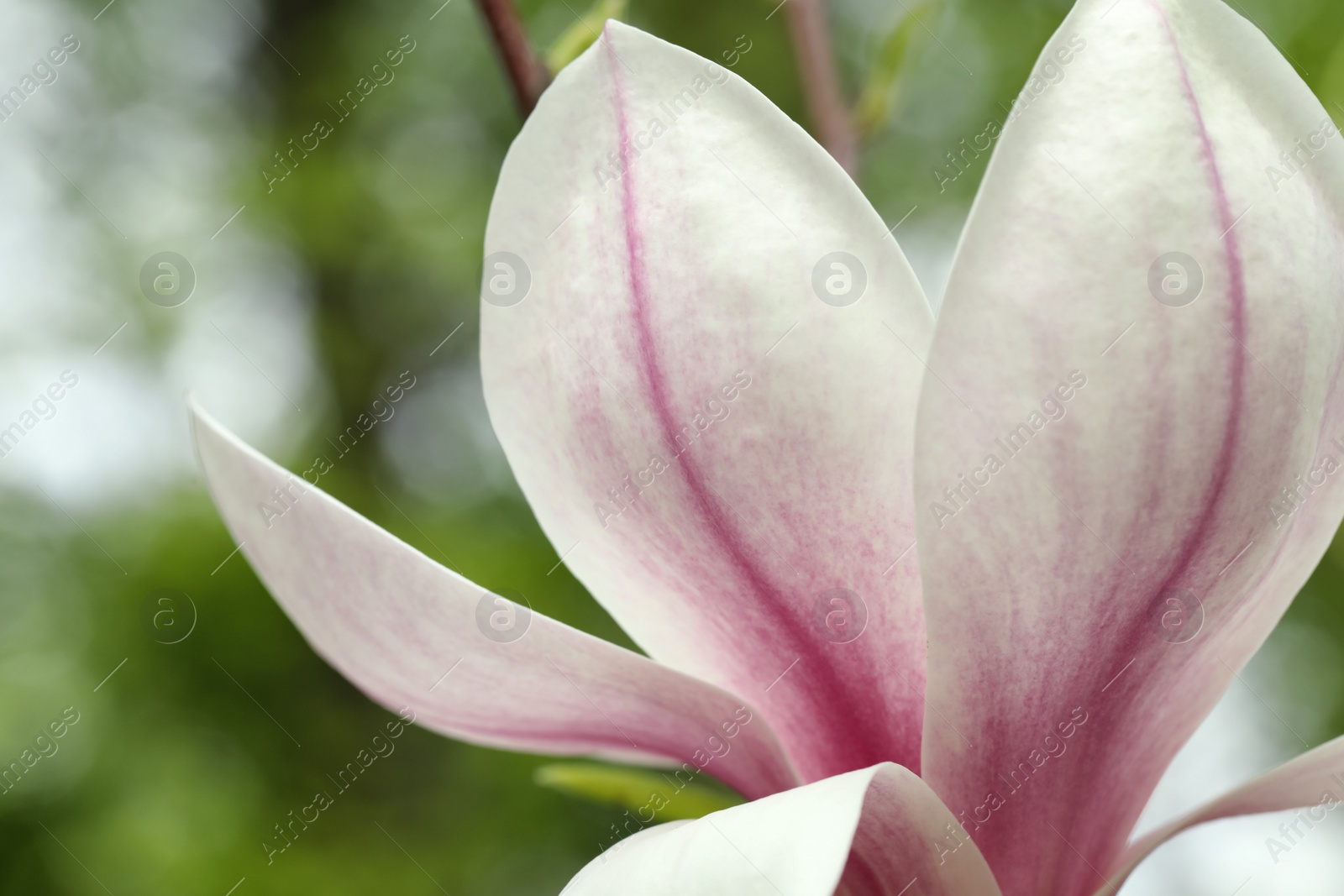 Photo of Magnolia tree with beautiful flower on blurred background, closeup