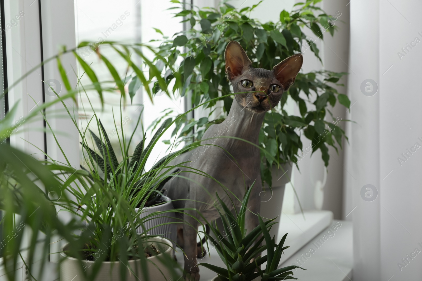 Photo of Sphynx cat on windowsill near houseplants indoors