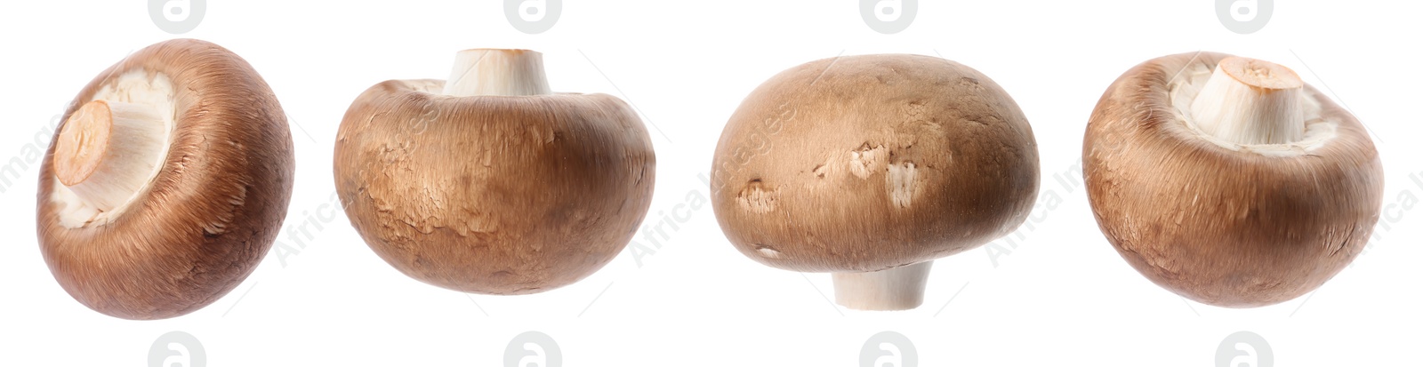 Image of  Set with fresh champignon mushrooms on white background, banner design 