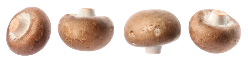Image of  Set with fresh champignon mushrooms on white background, banner design 