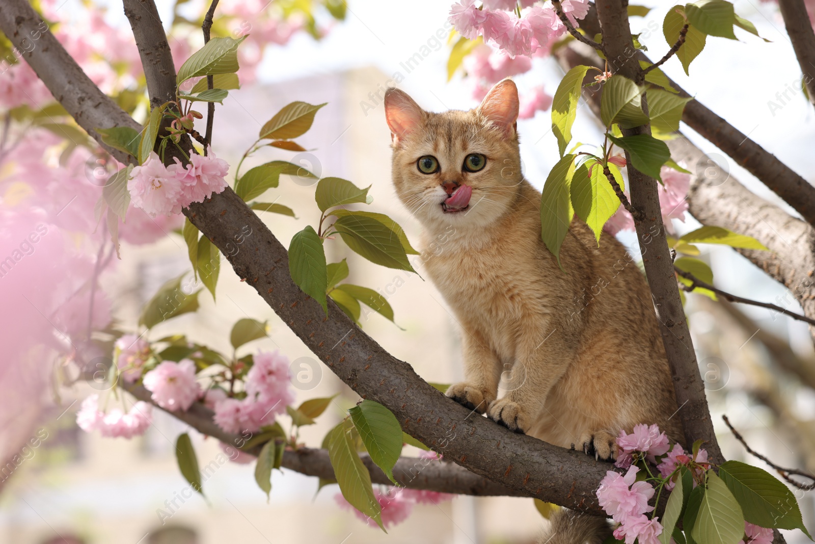 Photo of Cute cat on spring tree branch with beautiful blossoms outdoors