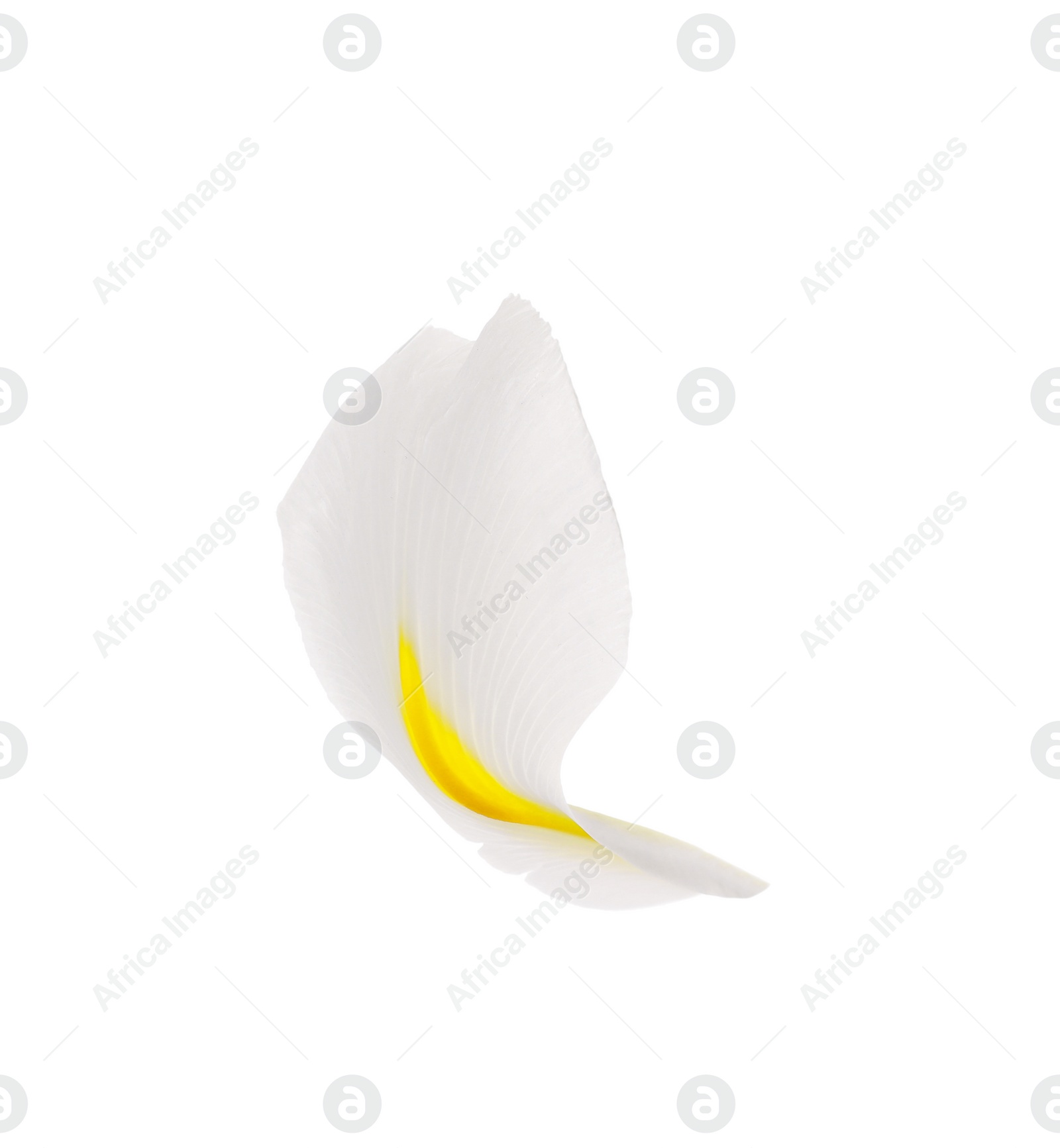 Photo of Beautiful fresh narcissus petal isolated on white