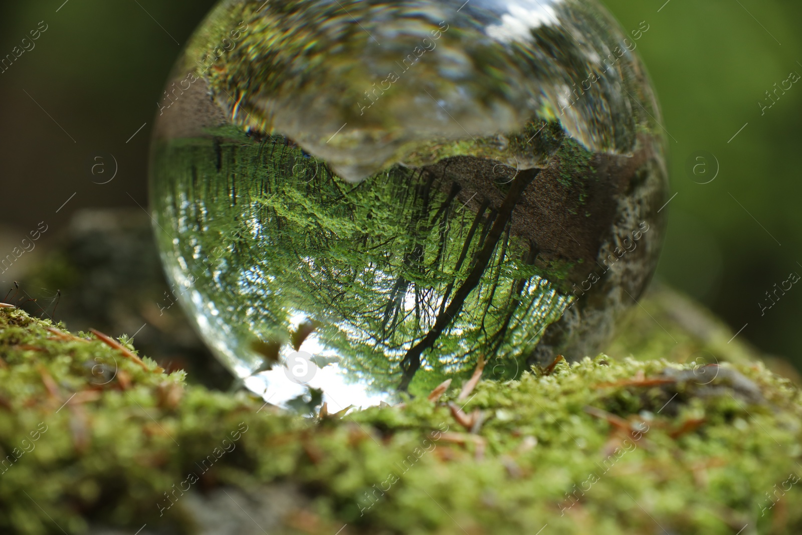 Photo of Beautiful forest with trees, overturned reflection. Crystal ball on green grass with moss outdoors