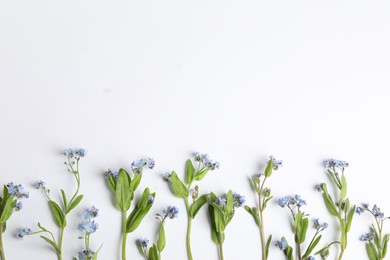 Beautiful forget-me-not flowers on white background, flat lay. Space for text