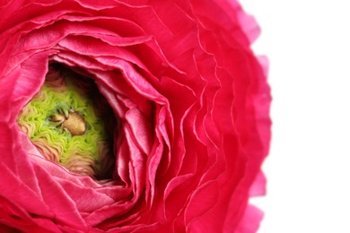 Photo of Closeup view of beautiful delicate ranunculus flower