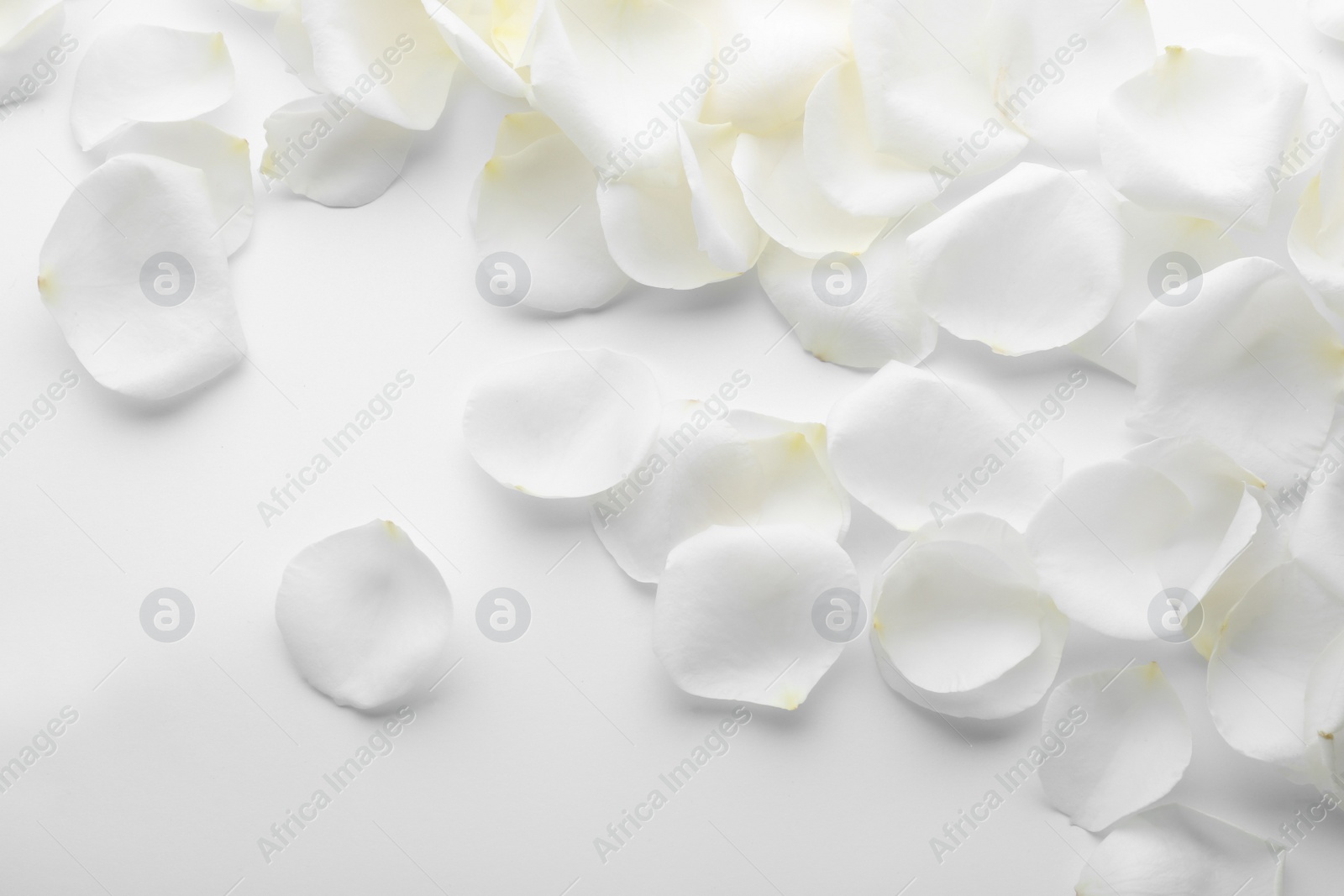 Photo of Beautiful rose flower petals on white background, top view