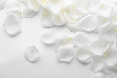 Beautiful rose flower petals on white background, top view