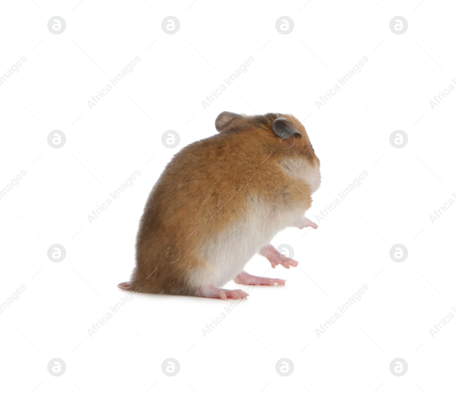 Photo of Adorable Syrian hamster on white background. Small pet