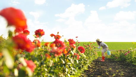 Photo of Woman with watering can walking near rose bushes outdoors