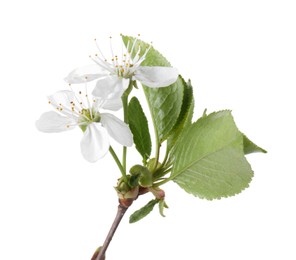 Photo of Spring branch with beautiful blossoms and leaves isolated on white