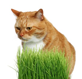 Photo of Cute ginger cat and potted green grass on white background