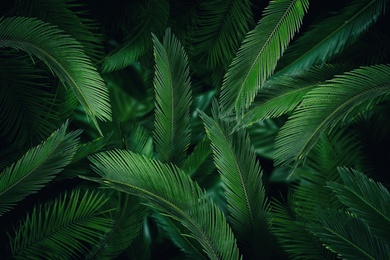 Image of Many bright green tropical leaves as background