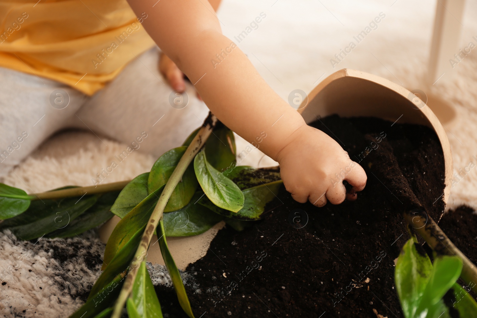 Photo of Little girl near houseplant and broken pot at home, closeup