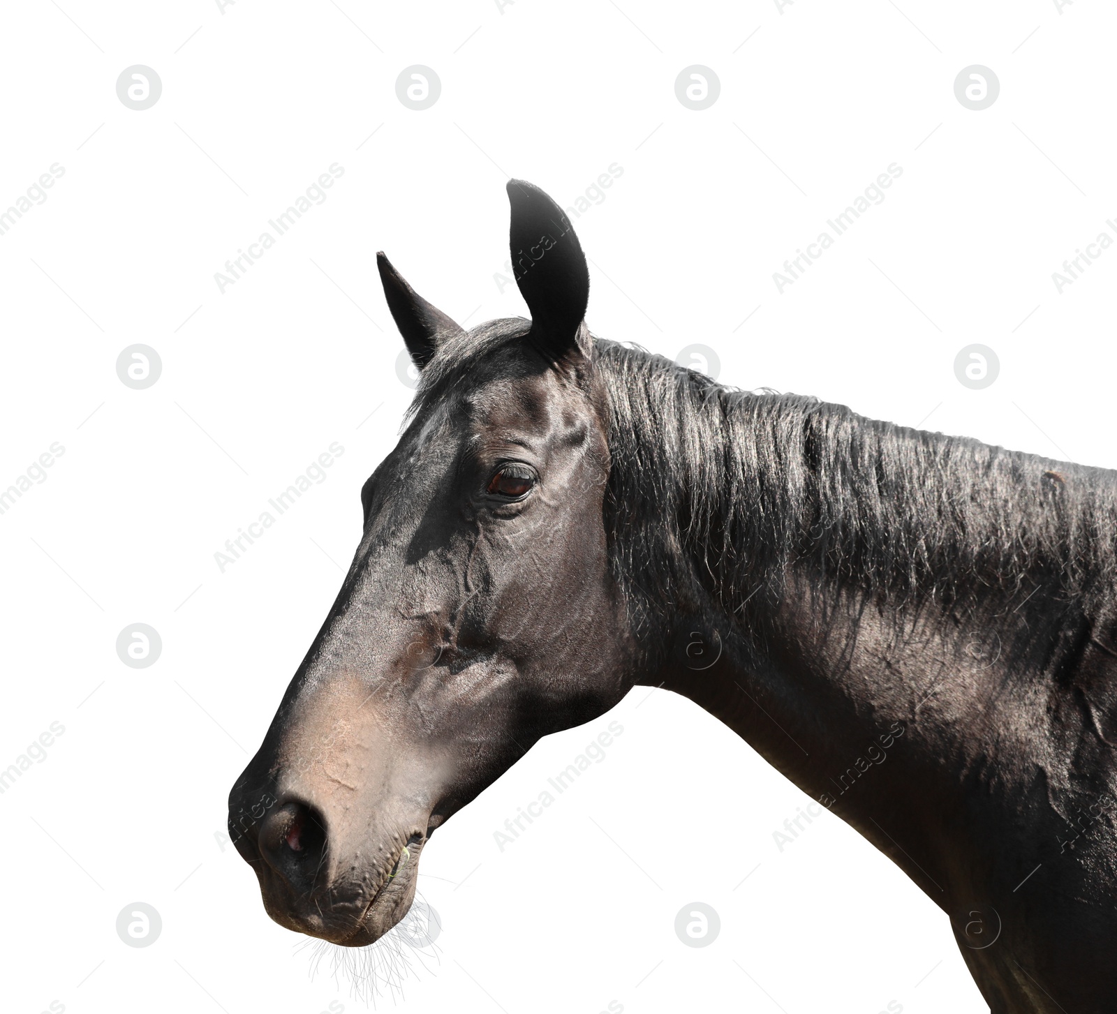 Image of Closeup view of dark bay horse isolated on white. Beautiful pet  