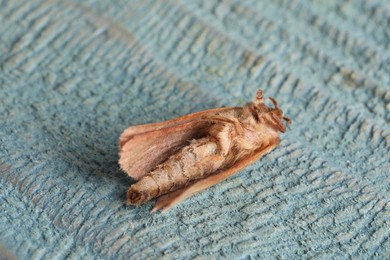 Photo of Brown common clothing moth on light textured background, closeup