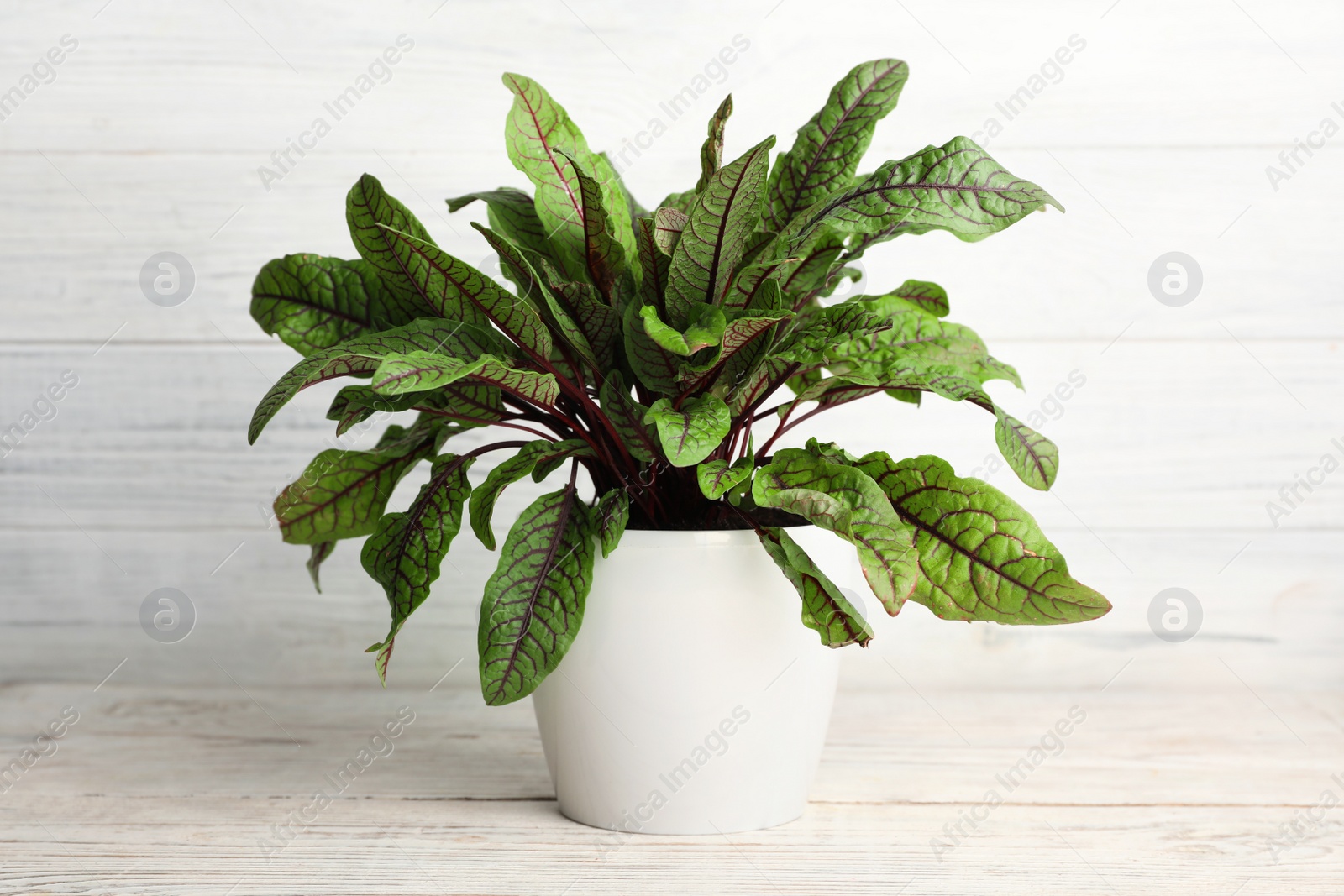 Photo of Sorrel plant in pot on white wooden table