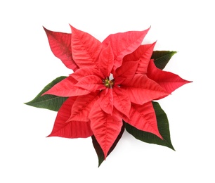 Beautiful Poinsettia isolated on white, top view. Traditional Christmas flower