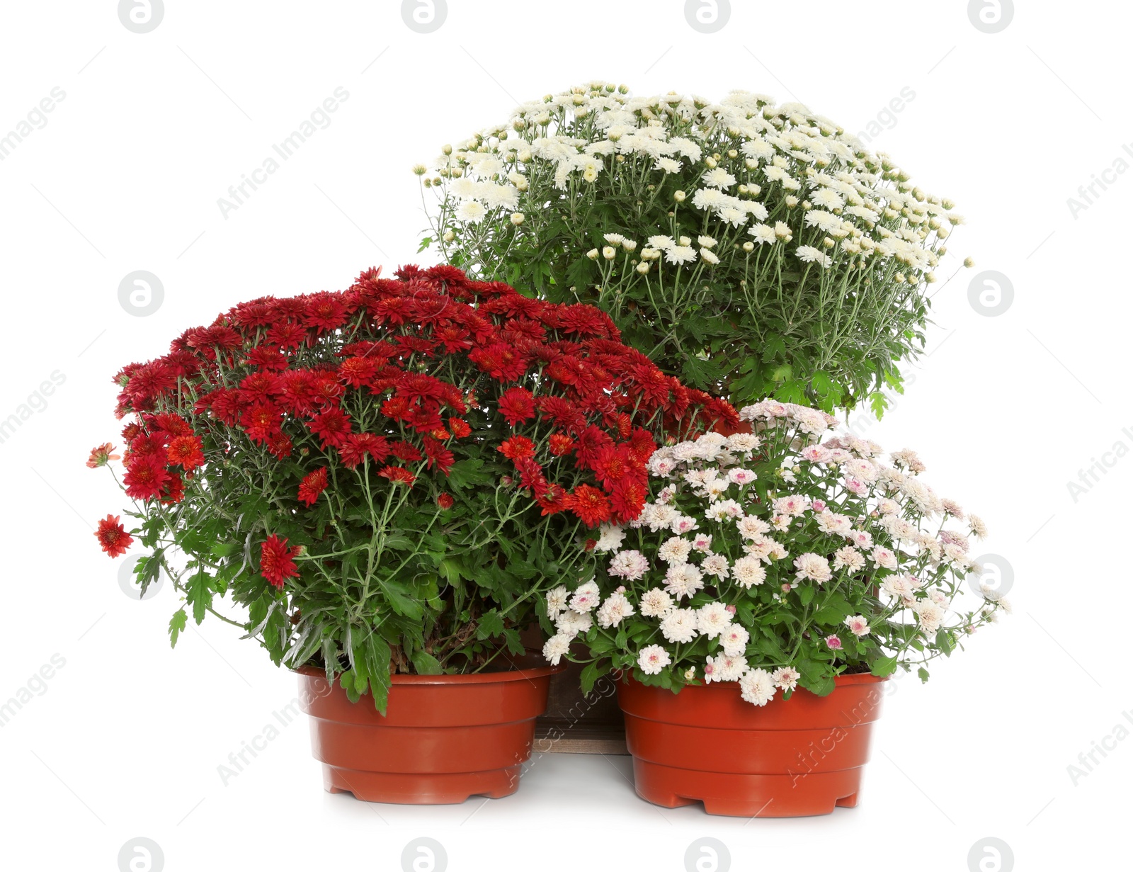 Photo of Beautiful colorful chrysanthemum flowers on white background