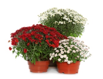 Beautiful colorful chrysanthemum flowers on white background