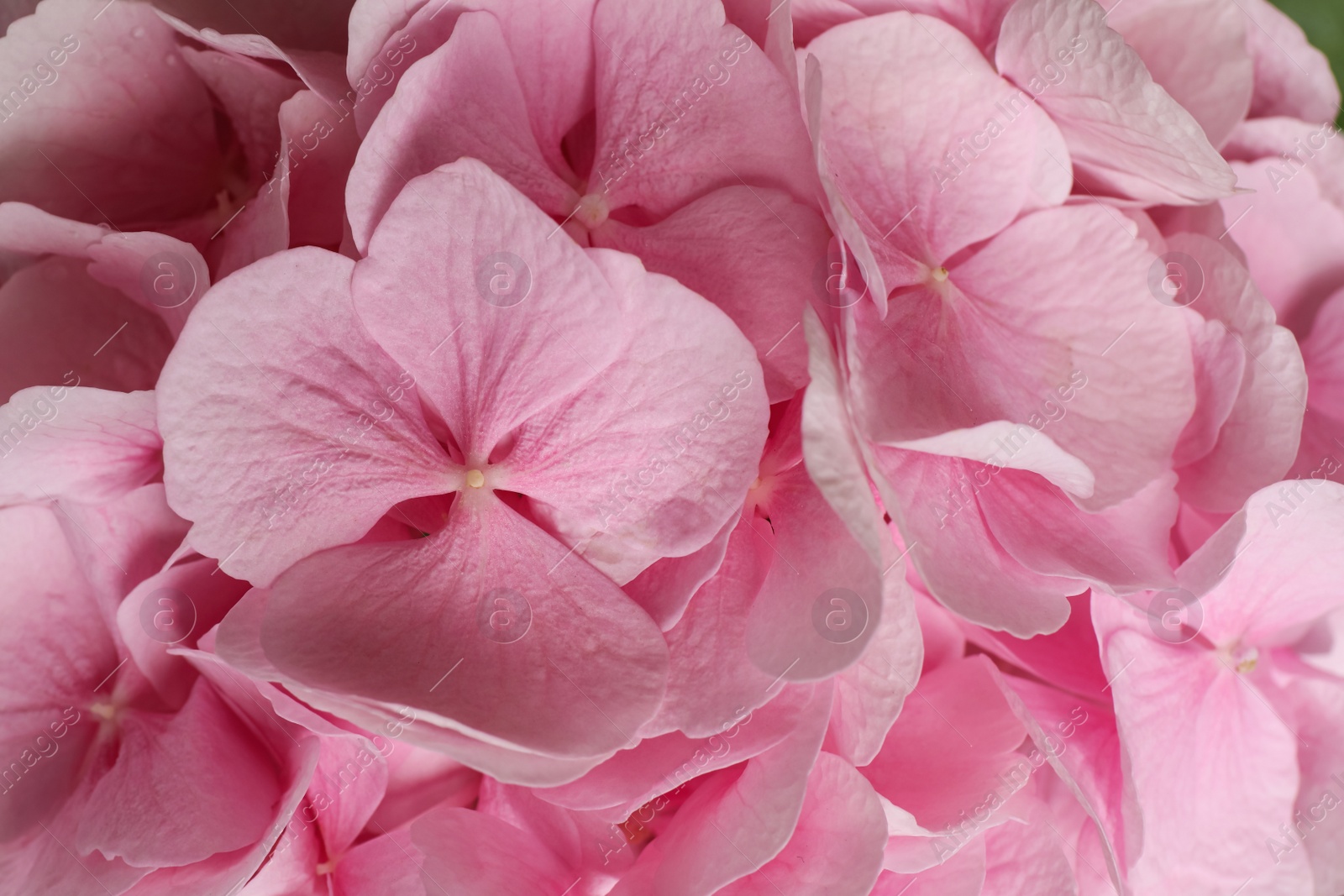 Photo of Beautiful pink hortensia flowers as background, closeup view