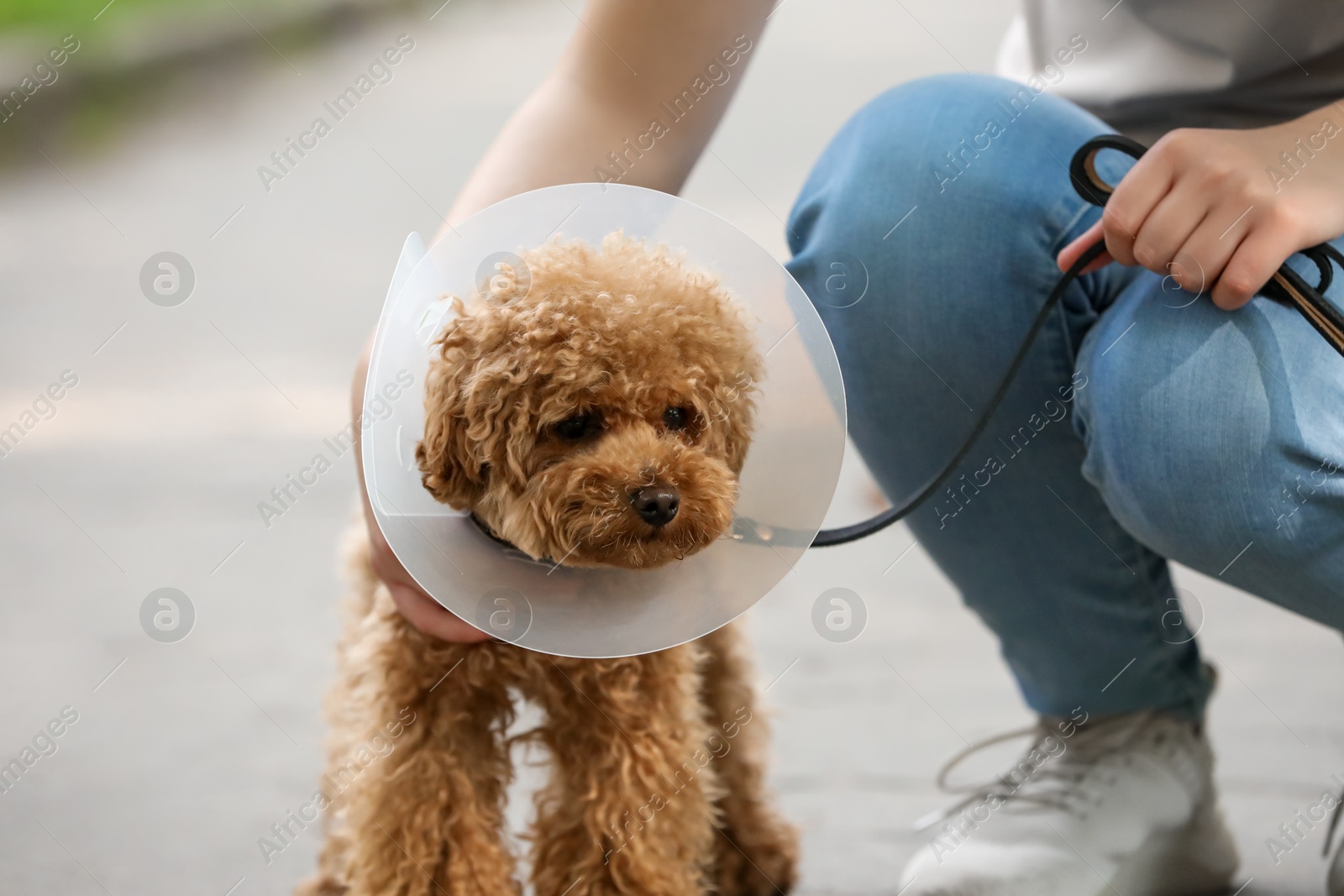 Photo of Woman with her cute Maltipoo dog in Elizabethan collar outdoors, closeup