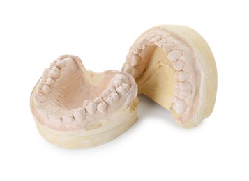 Photo of Dental model with jaws isolated on white. Cast of teeth