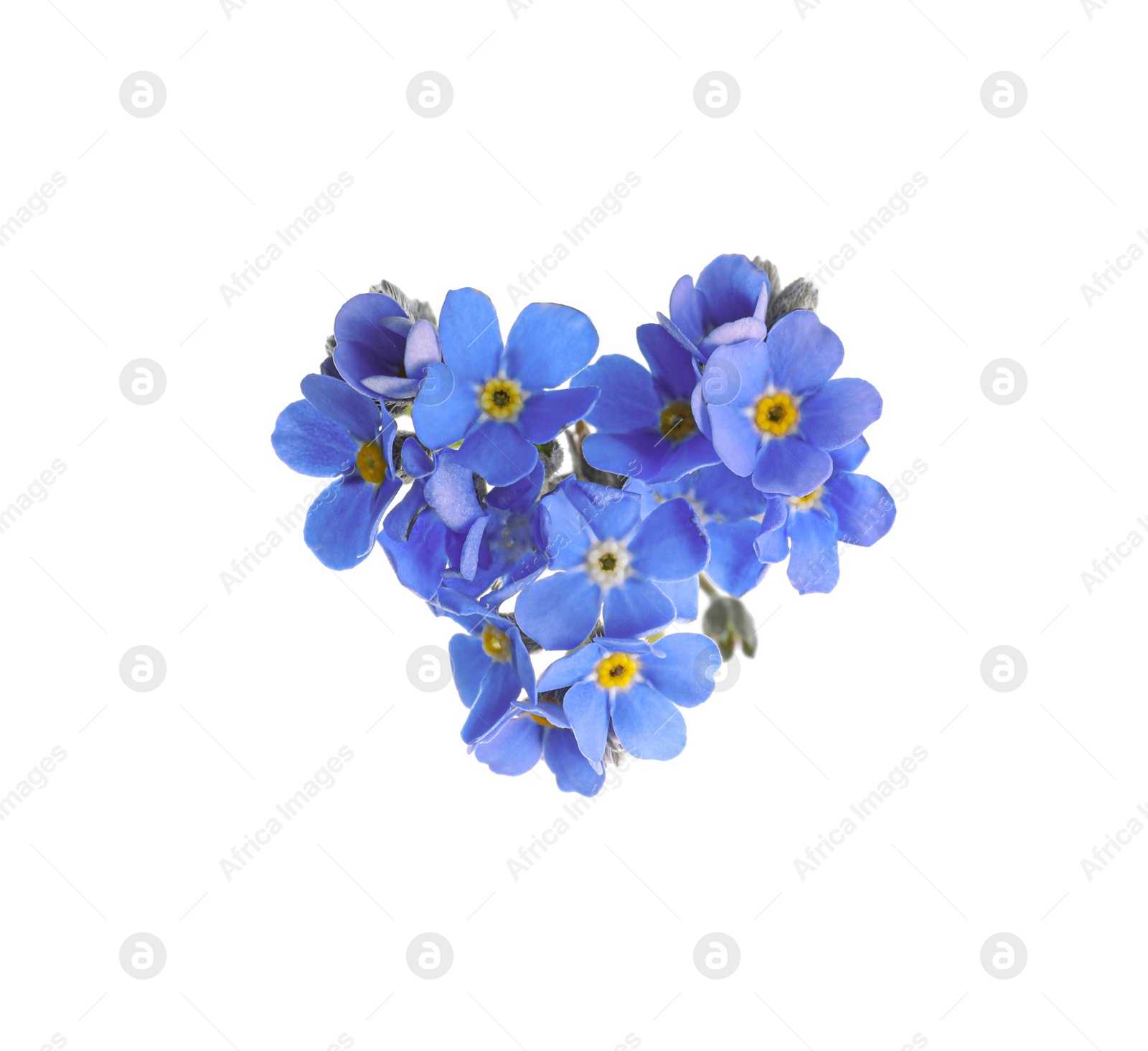 Photo of Heart made with blue Forget-me-not flowers isolated on white