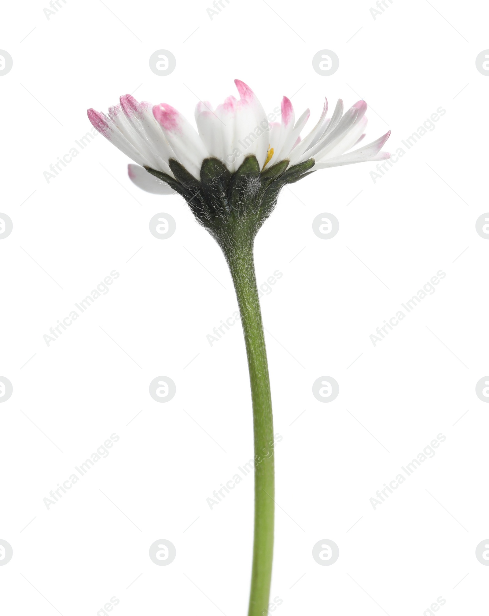 Photo of Beautiful bellis perennis (daisy) flower isolated on white