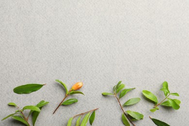 Photo of Pomegranate branches with green leaves and bud on light grey background, flat lay. Space for text