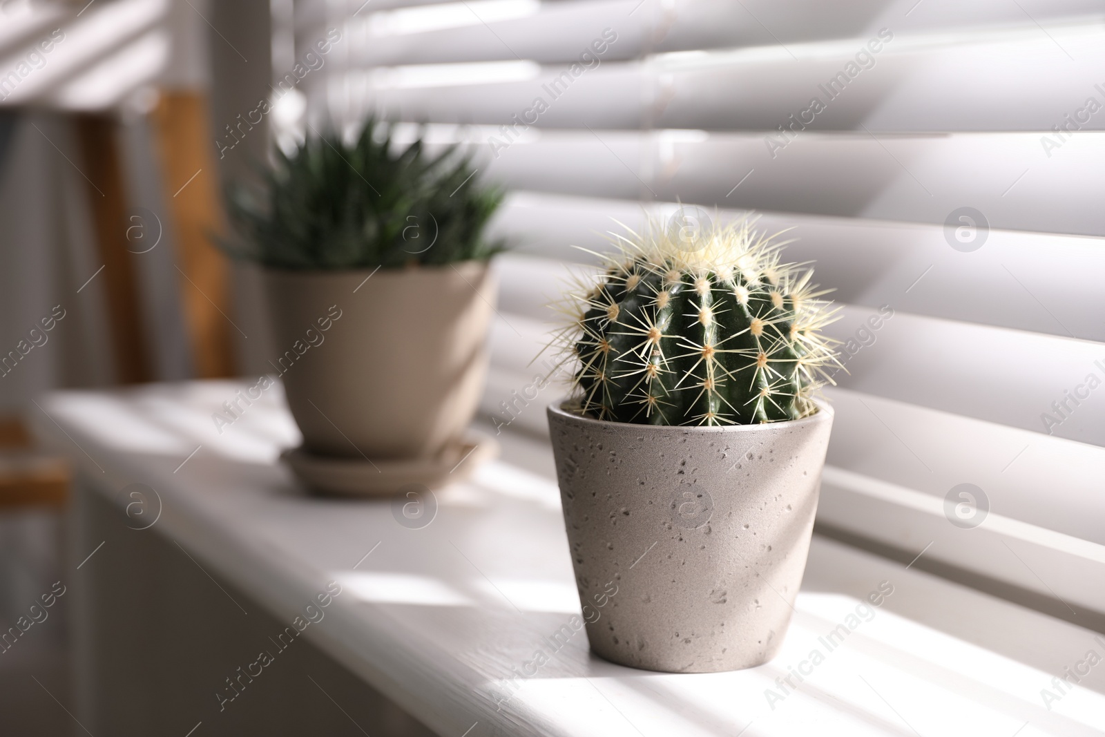 Photo of Beautiful different cacti in pots on windowsill indoors. Space for text
